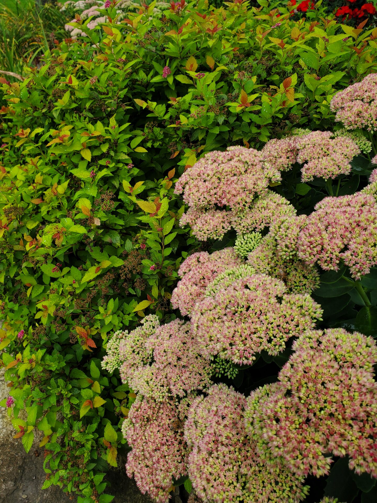 Lush green garden with pink and white flowering plants, featuring a variety of leafy shrubs and vibrant blossoms in a natural setting.