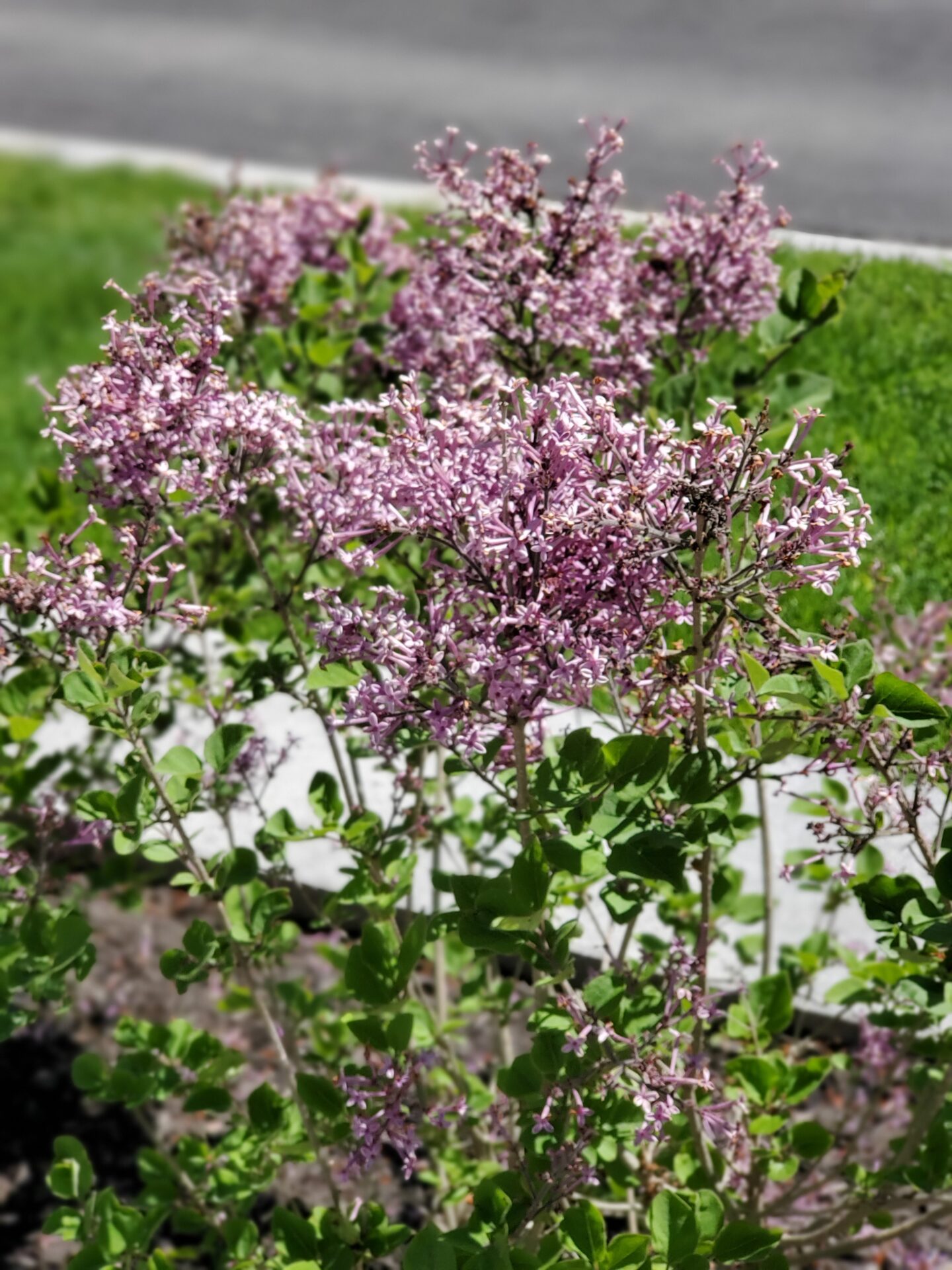 Pink-purple flowering bushes with green leaves in a garden beside a grassy area and paved road under bright sunlight.