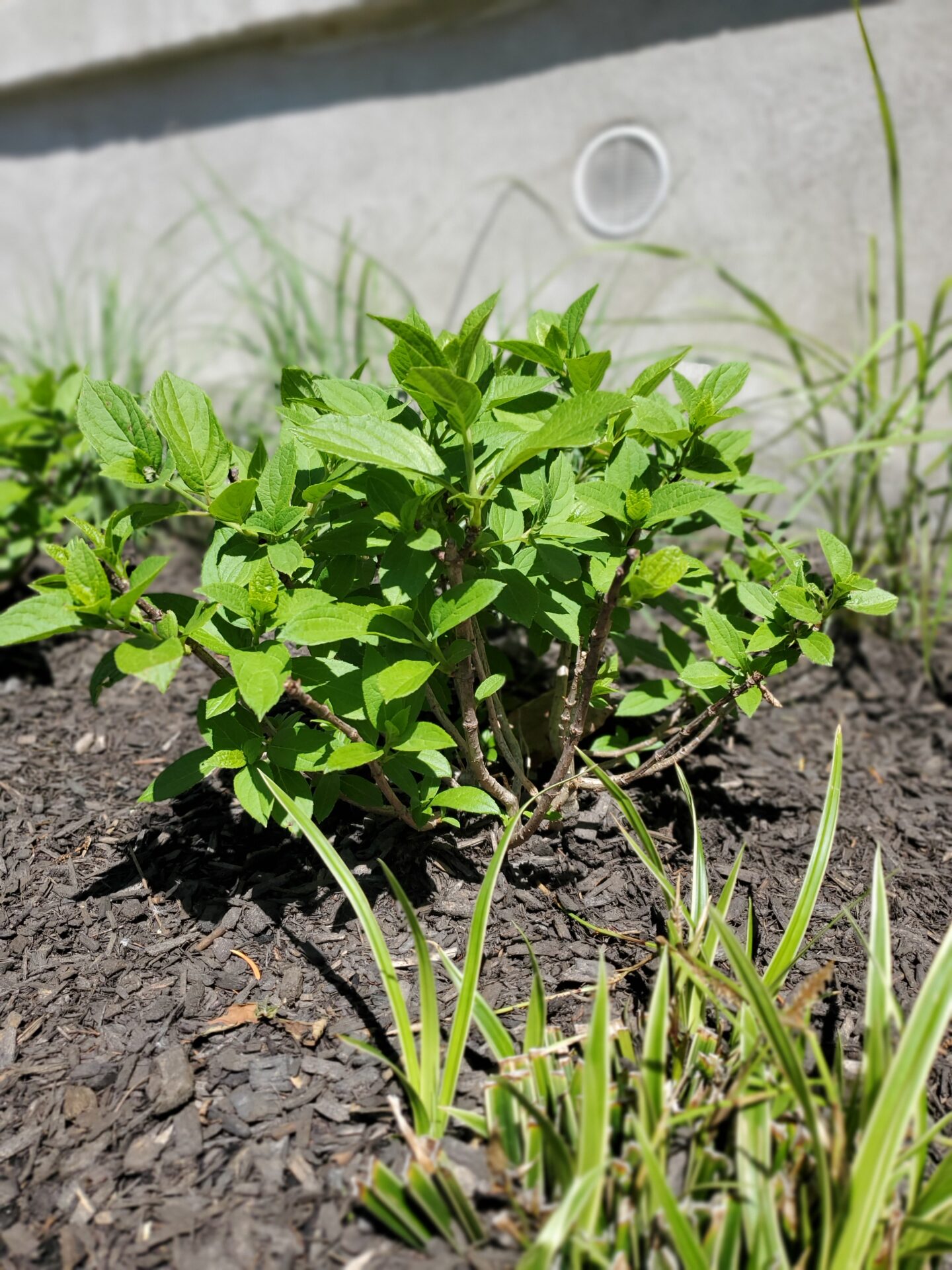 A vibrant green plant grows in a mulched garden bed, surrounded by tall grass. The background features a neutral-colored wall.