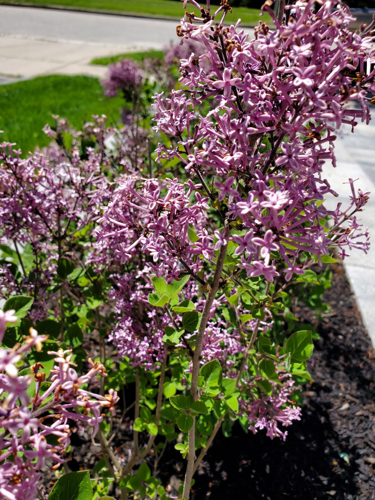 Lilac flowers blooming vibrantly in a garden, bordered by a neatly maintained sidewalk and green grass on a sunny day.
