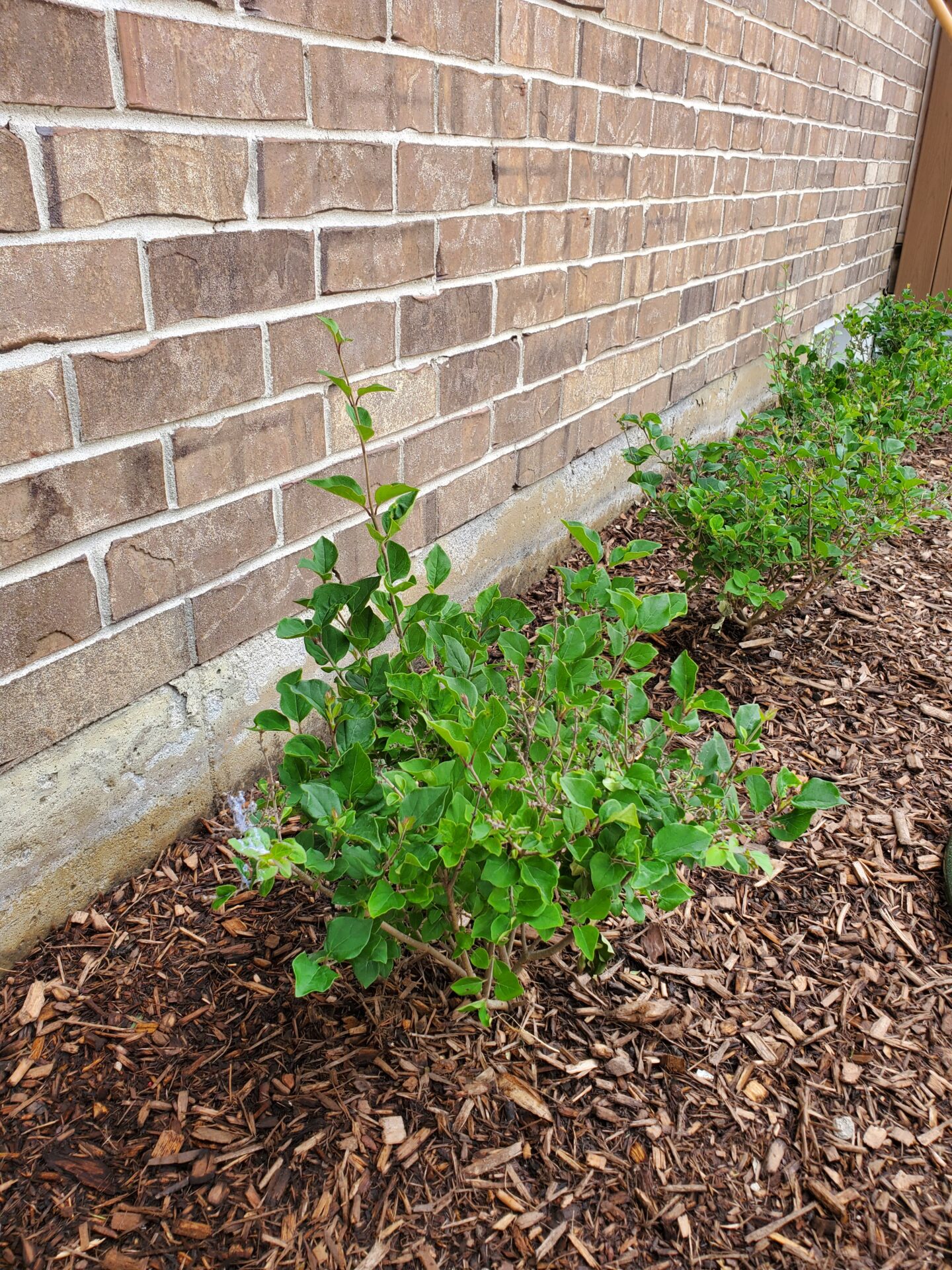 Brick wall with green shrubs planted in mulched soil along the base. No visible landmarks or historical buildings.