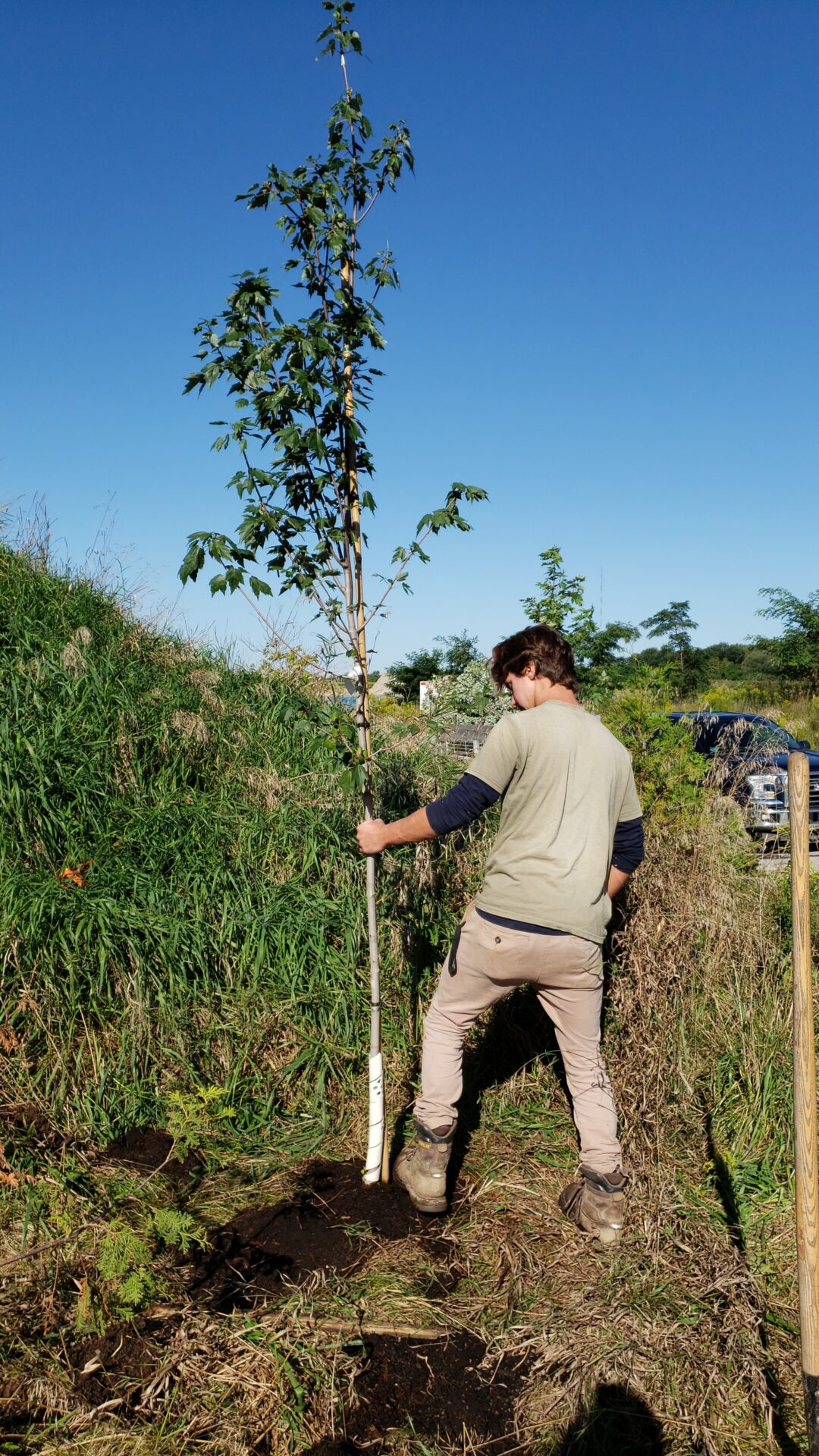 A person stands outdoors planting a young tree in grassy terrain beneath a clear blue sky, surrounded by natural greenery and parked vehicles.