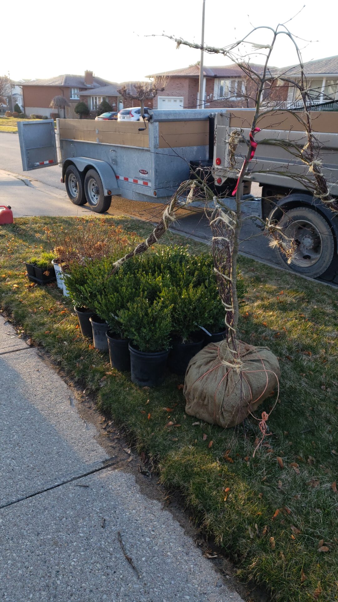 A trailer is parked on a suburban street with potted plants and a wrapped tree ready for landscaping.