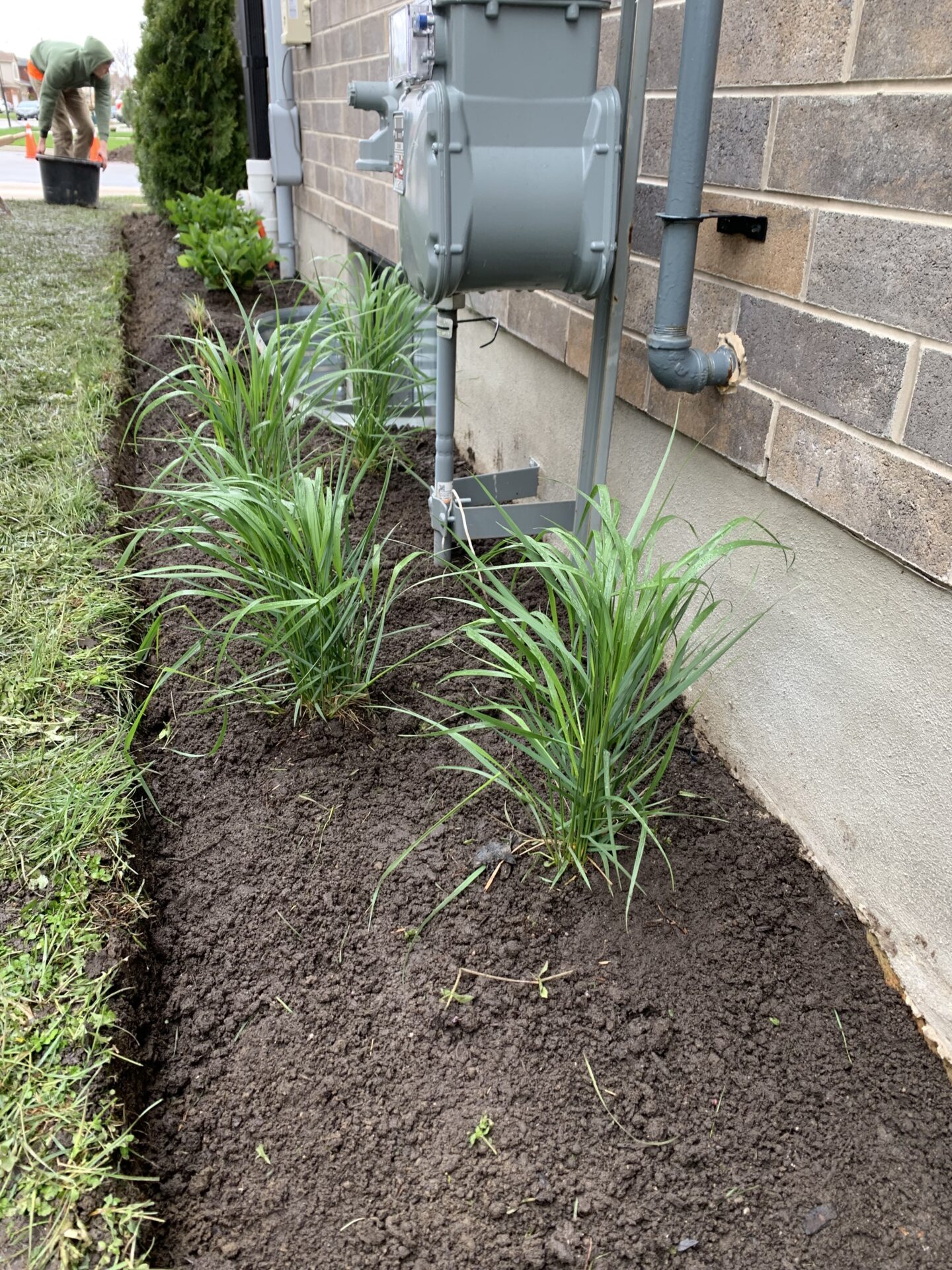 A person is gardening near a brick wall with newly planted ornamental grasses beside a utility meter.