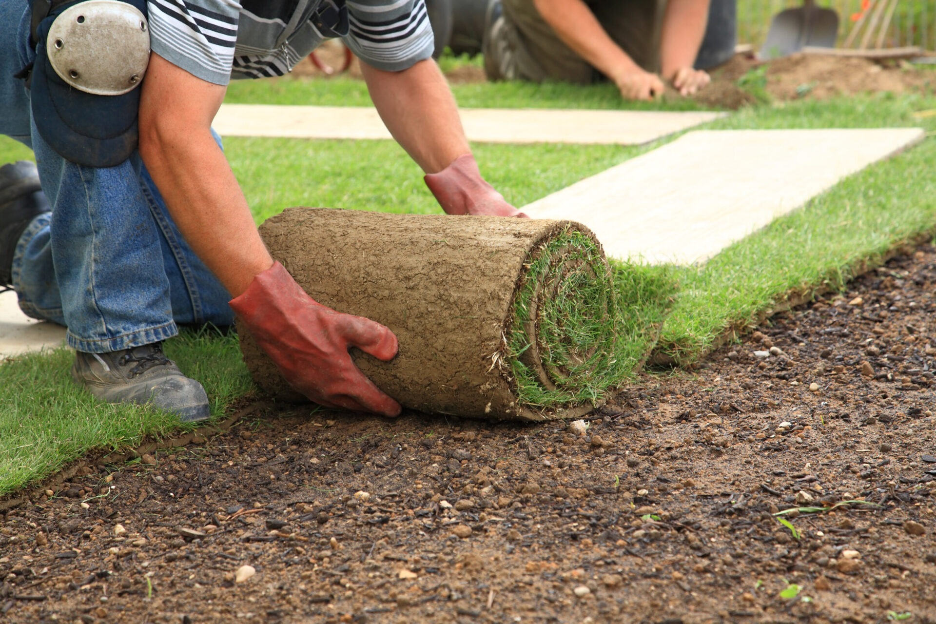 A person kneels on grass while installing a roll of sod, wearing gloves and knee pads, with soil visible in the foreground.