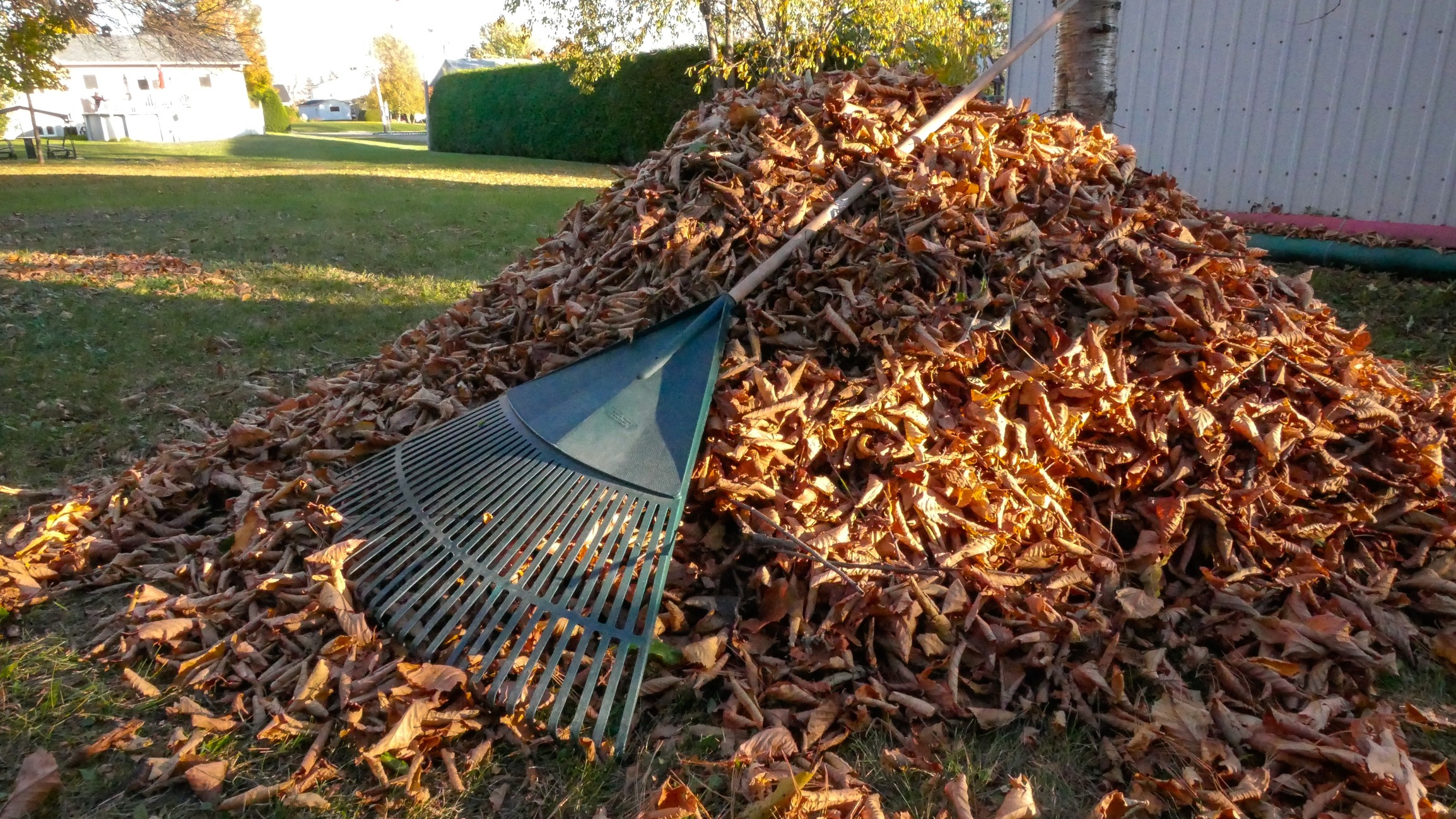 A large pile of autumn leaves with a rake leaned against it; grassy backyard and a house in the background.