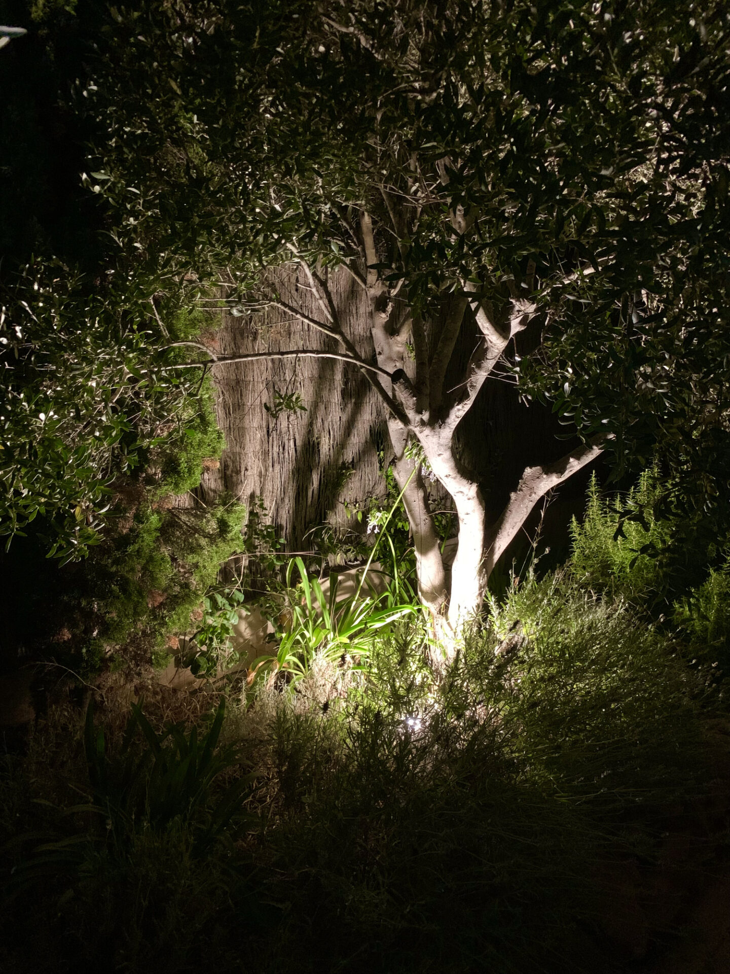 A garden at night featuring a tree highlighted by artificial light, surrounded by various plants and foliage, creating a serene atmosphere.