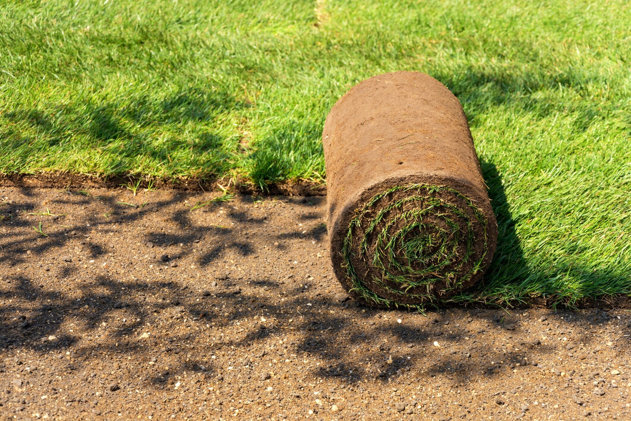 Rolled turf lies on sunlit ground, partially unrolled on a patch of grass. Shadows of branches fall across the surface.