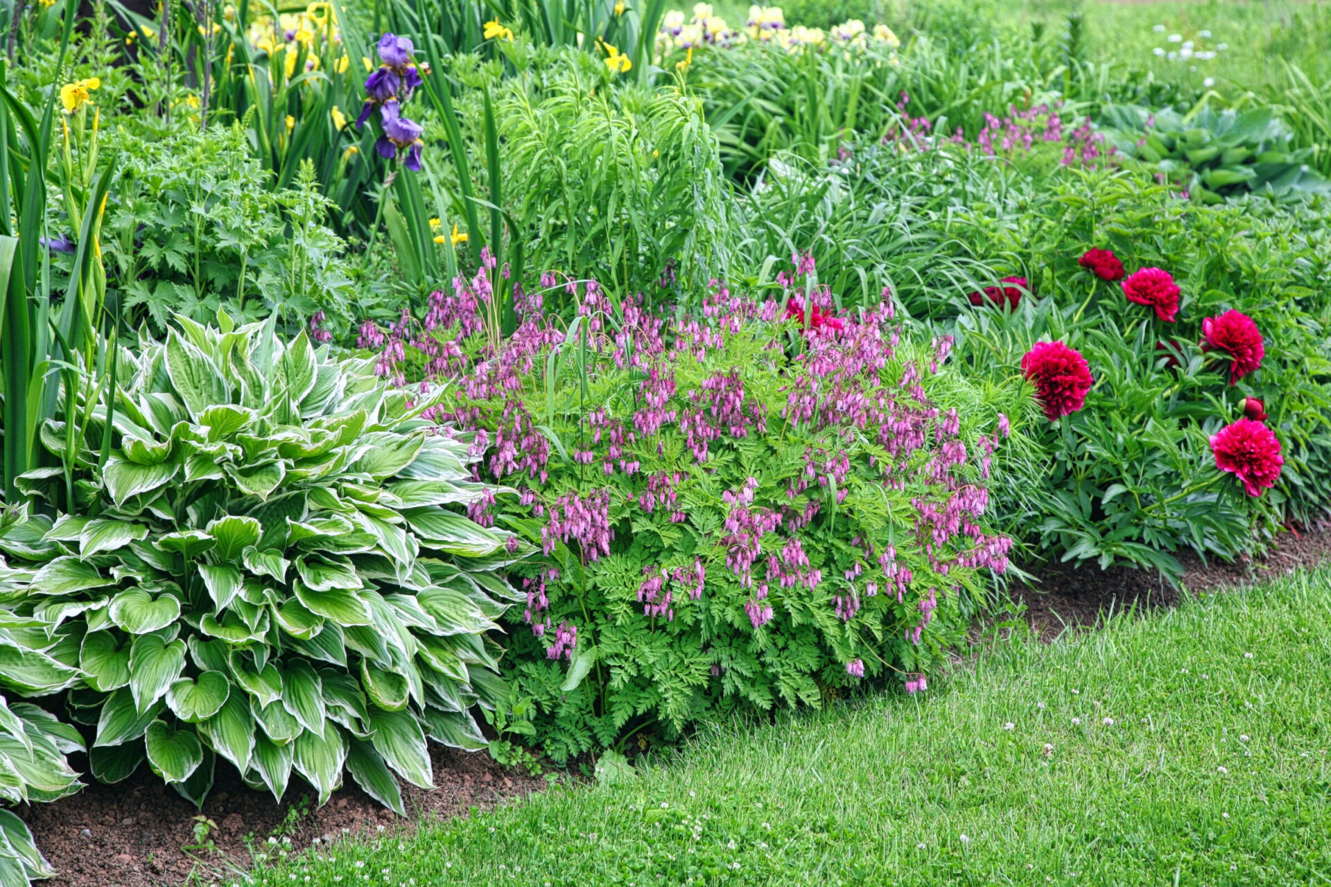 A lush garden features vibrant red, purple, and pink flowers amidst diverse green foliage, creating a colorful, serene landscape scene.