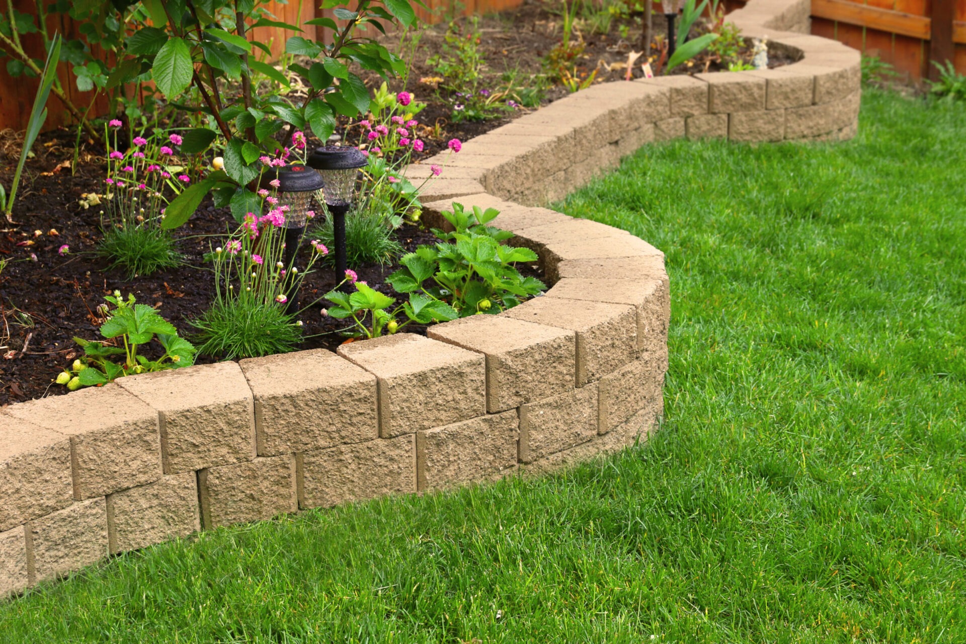 Curved stone garden border with pink flowers, lush green grass, and small solar lights. Wooden fence in the background. Quaint backyard setting.