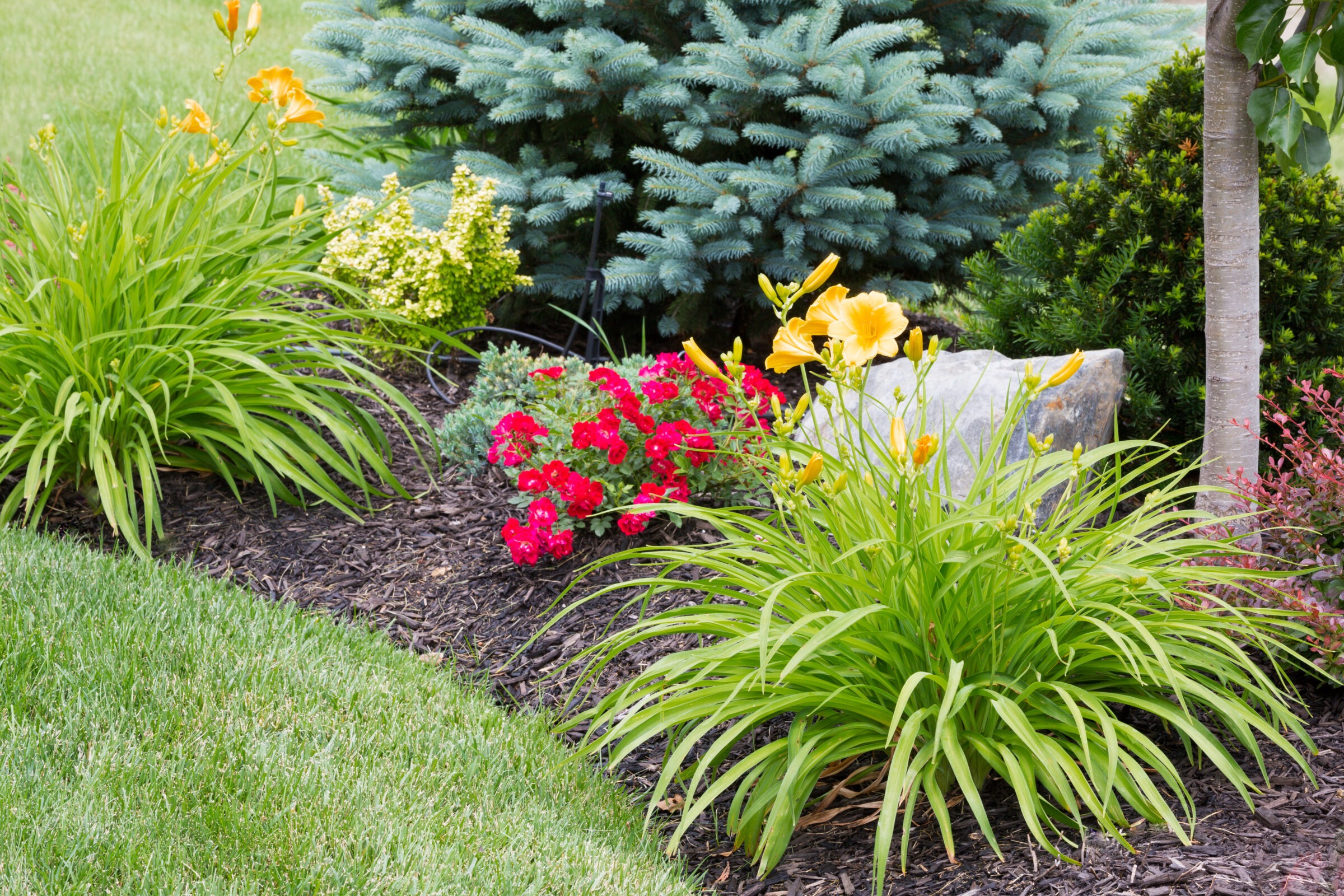 Lush garden with yellow lilies, red flowers, evergreen tree, and neatly trimmed grass; a serene, colorful corner in a landscaped yard.
