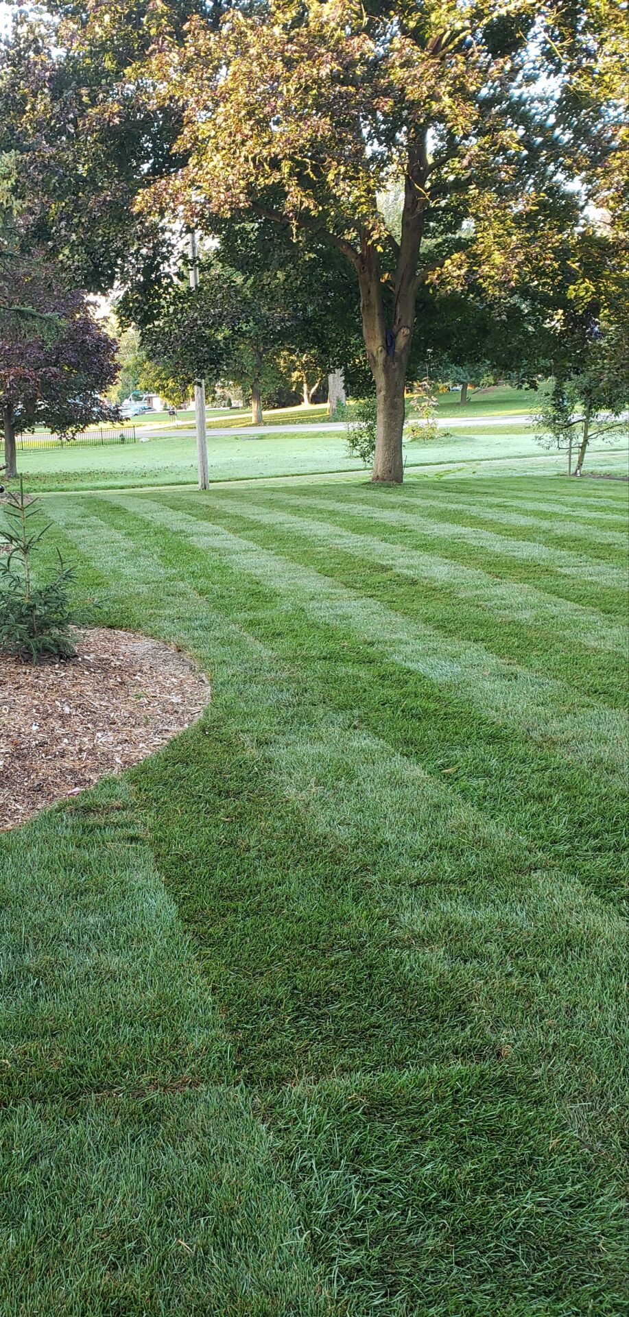 Manicured lawn with neatly mowed stripes, surrounded by tall trees and bushes in a serene park setting on a sunny day.