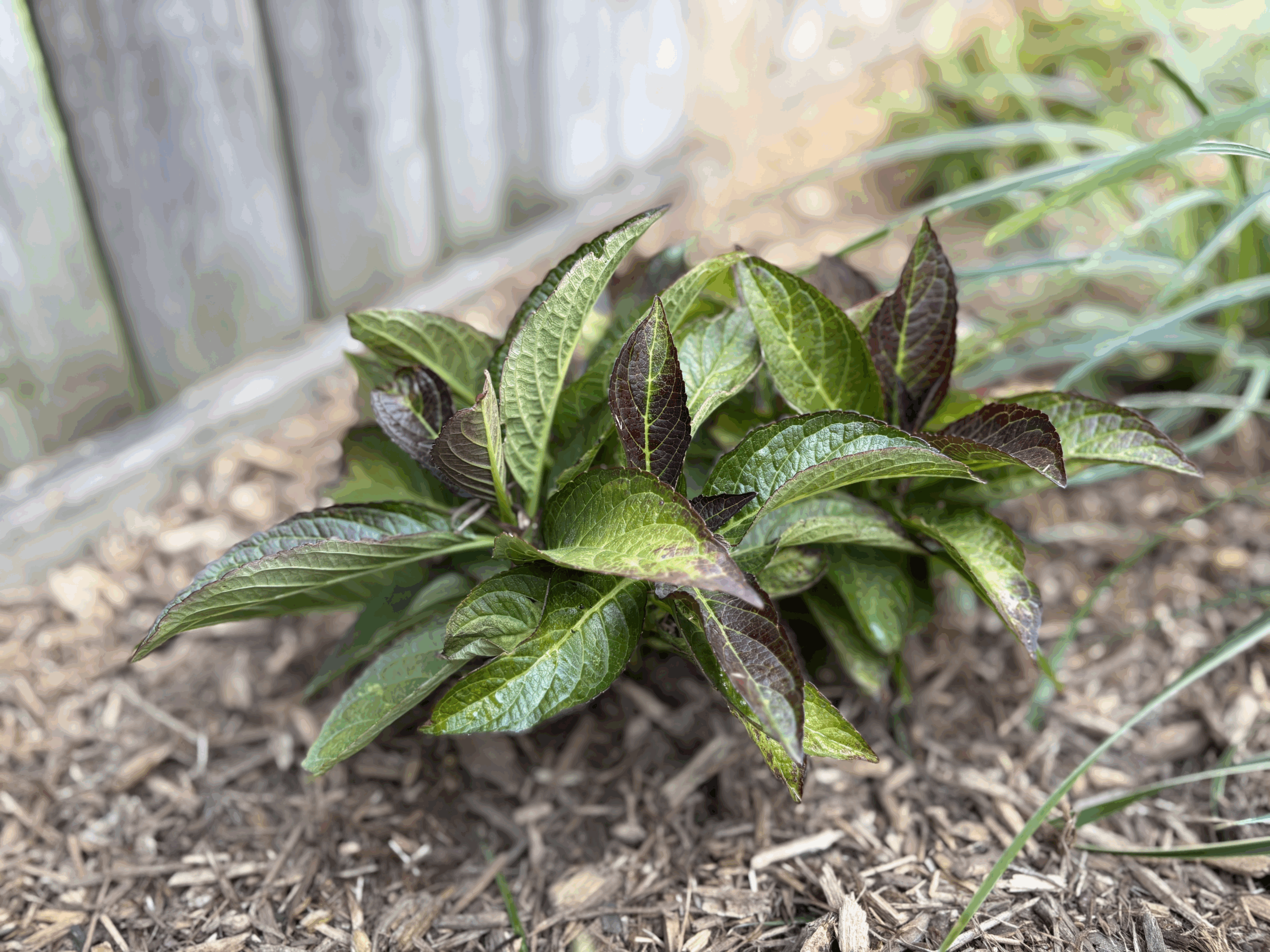 A green plant with broad leaves grows in a garden bed with wood chips and a weathered wooden fence in the background.