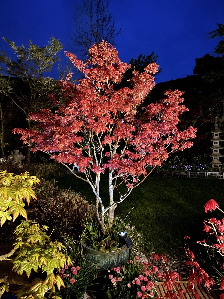 A vibrant garden scene with a spotlight on a red-leaved tree, surrounded by colorful flowers and a stone lantern under a deep blue sky.